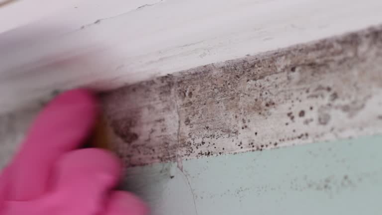 Trusted Alto, GA Mold Removal Experts